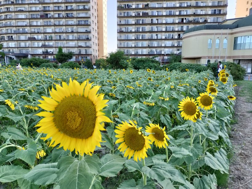 ひまわり畑🌻